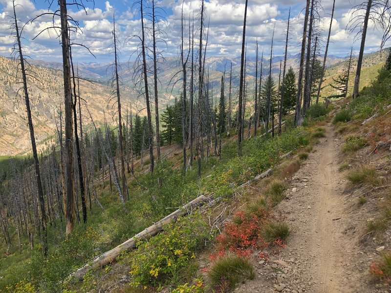 Midway between Johnson Ck TH and the high saddle on Horse Heaven.