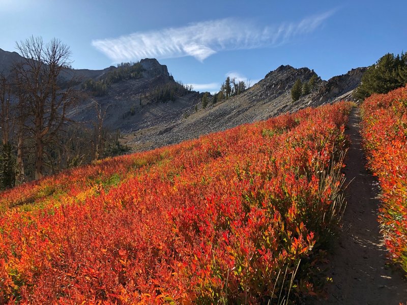 Stunning fall colors near the Ross Peak Saddle.