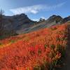 Stunning fall colors near the Ross Peak Saddle.