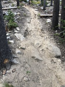 This is what the majority of the trail looks like from Elizabeth Lake to Elk Meadow.