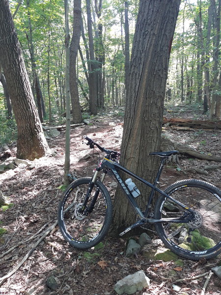 Flat trails here with some roots and rocks, links to McCune if you want to get in a longer ride by parking at Sugarloaf.