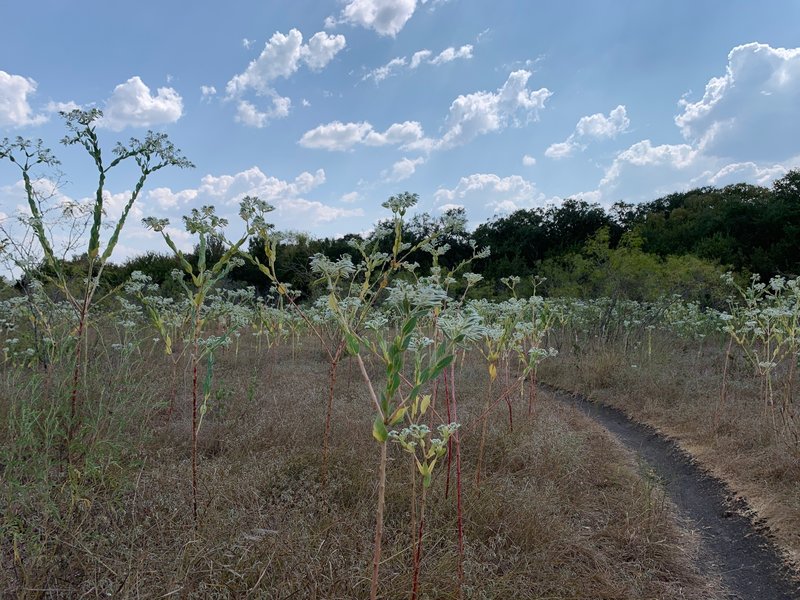 Fun singletrack, but lots of loose rock gardens. On the south, taking the Slaughter Creek turnoff sends you close to the creek, which I preferred over Coyote Run, which was flat, straight, and not very interesting, but enjoyable.