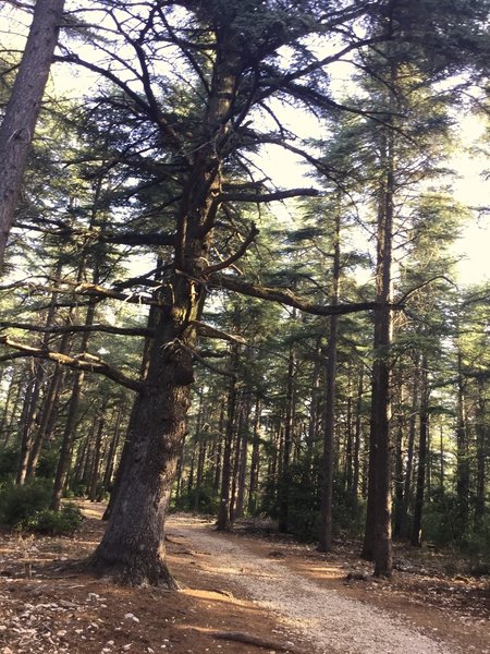 The peculiar cedar forest of the Luberon makes for smooth, shady riding.