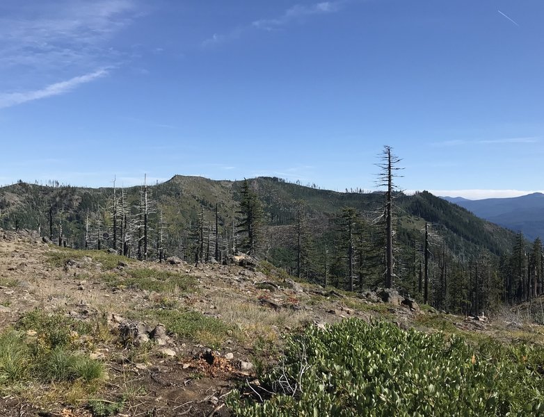 Bunchgrass ridge.