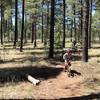 This trail is well cared for and good for all skill levels. Plus, it's never too early to acquire some technical riding skills (says my 5-year-old).