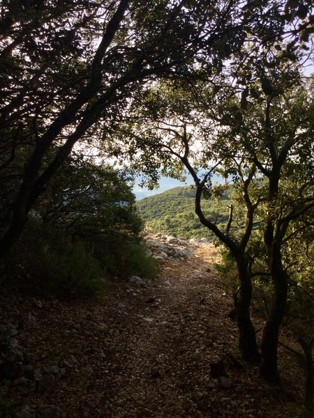 Looking back at the end of the hike-a-bike and heading into forest singletrack.