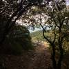 Looking back at the end of the hike-a-bike and heading into forest singletrack.