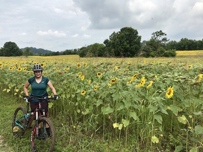 Jen and endless sunflowers.