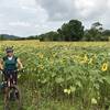 Jen and endless sunflowers.