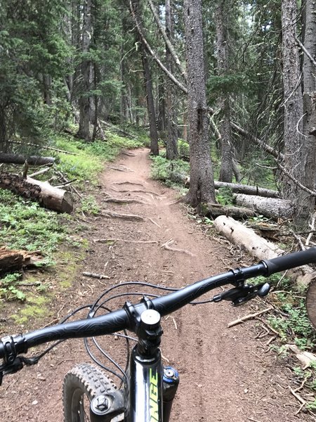 More roots! Nice wide trail with some Aspen groves.