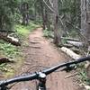 More roots! Nice wide trail with some Aspen groves.