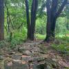 #mtbdog traversing rocks on JANK