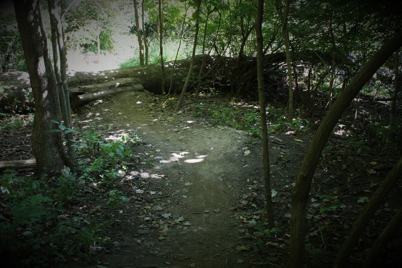 This is a section of trail that recently had tons of big, white and red oak trees fall, opening the upper canopy and letting the understory plants grow more dense. This is a sensitive area and not ideal for go-arounds.