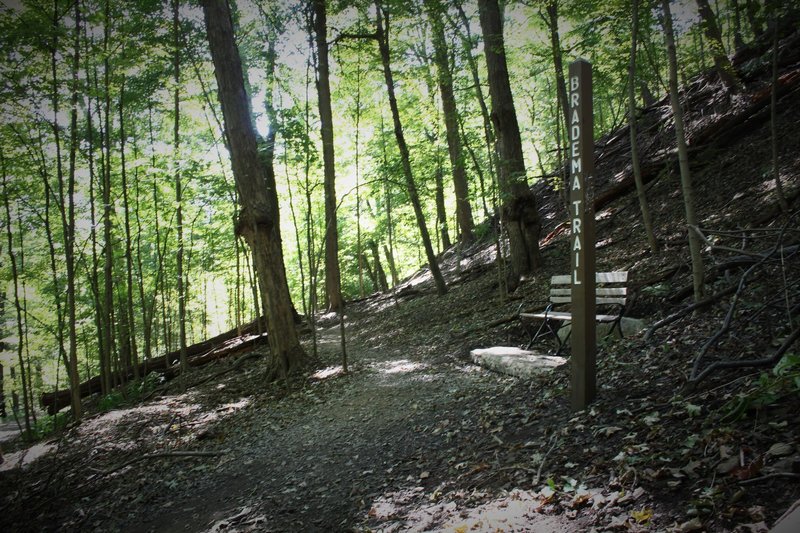 Mid section of the trail as it cross Biddle. Depending on recent rainfall, the section below may be muddy even though the upper is fine.