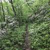 Beautiful mountain Laurel lined singletrack