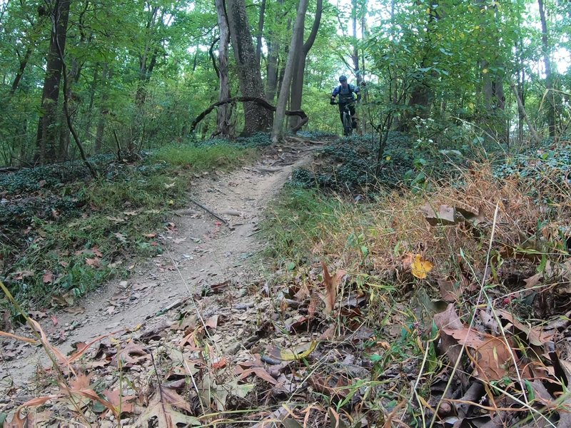 Small root section downhill  segment near the end of the trail "1A".