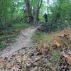 Small root section downhill  segment near the end of the trail "1A".