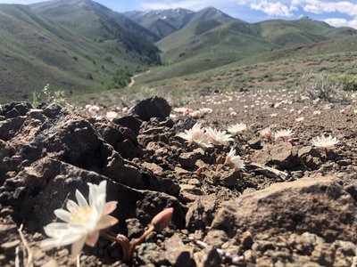 Bitterroot flowers put on a beautiful show on the Bullion Connector (6/9/2019)