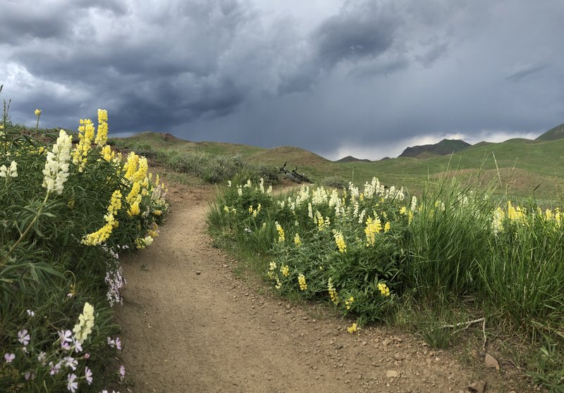 the aroma... throughout the entire trail... June 2019 .. have never seen such a fantastic display of color, variety and length of flowering season..