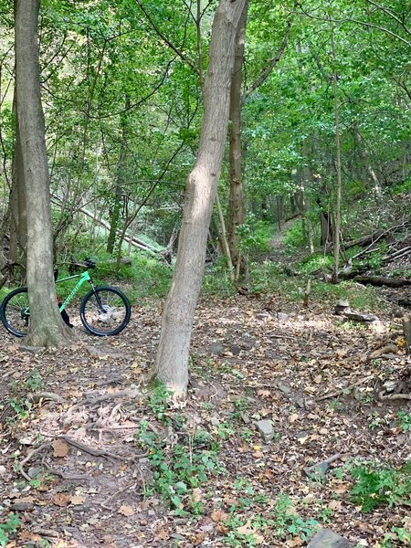 The beginning of the singletrack trail. You can see the trail continuing at 1 o'clock in the picture.