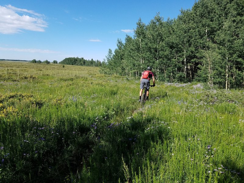 wildflowers and aspen!