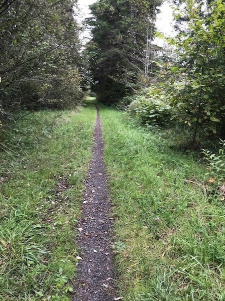 Some of the singletrack