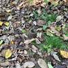 There's a piece of a metal pole sticking up in the middle of the trail. It's right before the last corner that turns left (heading east) coming out of the brush.