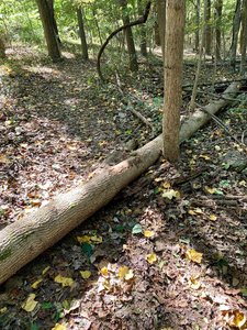 There's a decently sized log across this section of the trail, although, I was able to bump-hop over it without a problem.