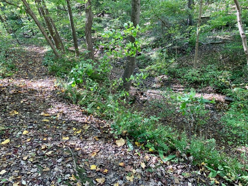 This is a very fast section of the trail just before the center of the trail where it meets up with the Neal Thorpe trail. Careful here because it's after a long and steep decline and the trail is close to a drop-off against the edge of the creek.