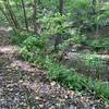 This is a very fast section of the trail just before the center of the trail where it meets up with the Neal Thorpe trail. Careful here because it's after a long and steep decline and the trail is close to a drop-off against the edge of the creek.