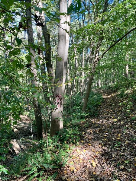 This is a fast portion of decline on the trail just before it meets up with the Neal Thorpe trail. You have a lot of speed coming through here and the trail runs close to a drop-off against the creek (on the left of the photo).