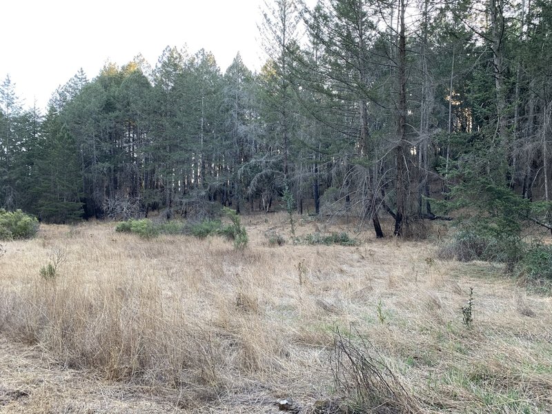 A clearing along side the upper section of Two Quarry