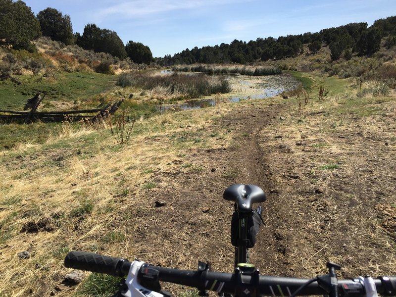 Pond at the bottom of Nanny Creek. The trail was a bit muddy, but otherwise in decent condition, a few roots sticking out and some rocky sections. I did this trail uphill; some sections were a tough climb..