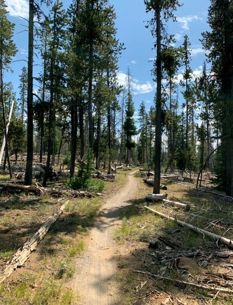 Singletrack through trees and deadfall