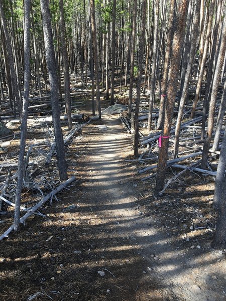 Moose Meander in the trees.  This section doubles with River Trail