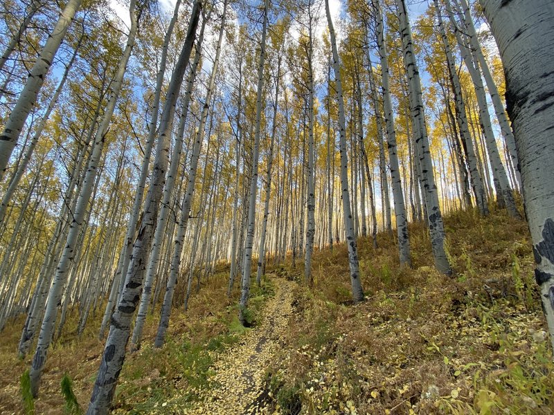 Aspen forest in the fall.