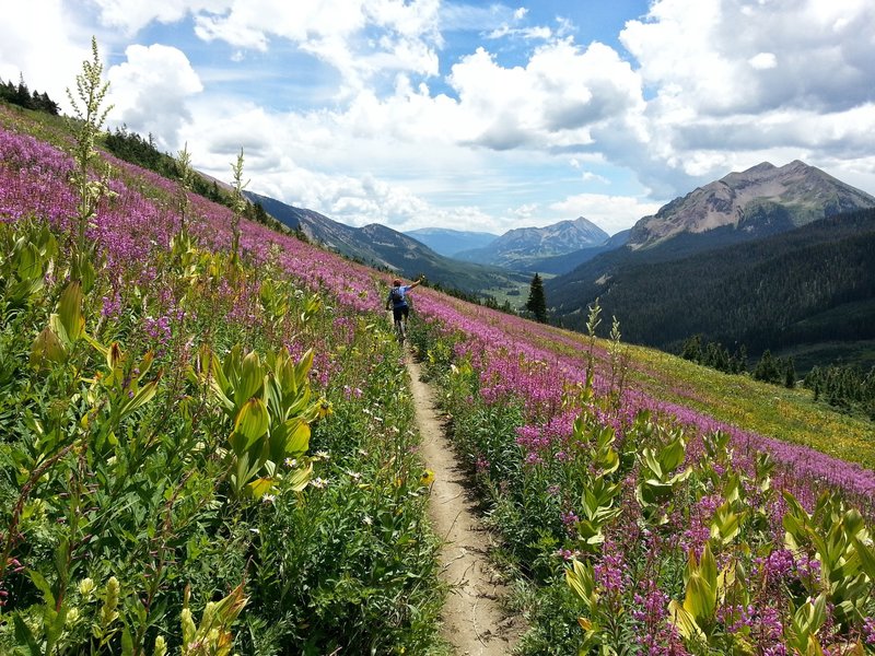 Handlebar high wildflowers