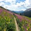 Handlebar high wildflowers