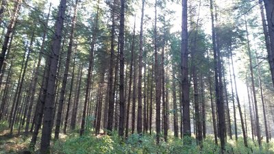 A typical sight in Dockton Forest