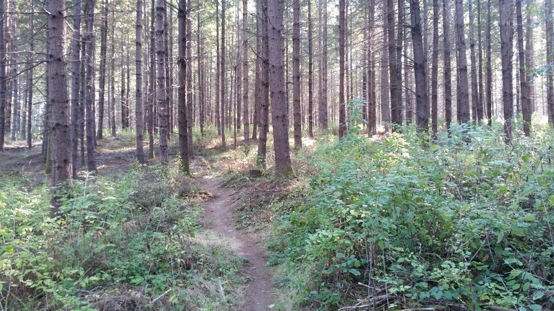 Skinny Huckleberry Singletrack