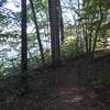 Singletrack along the lake