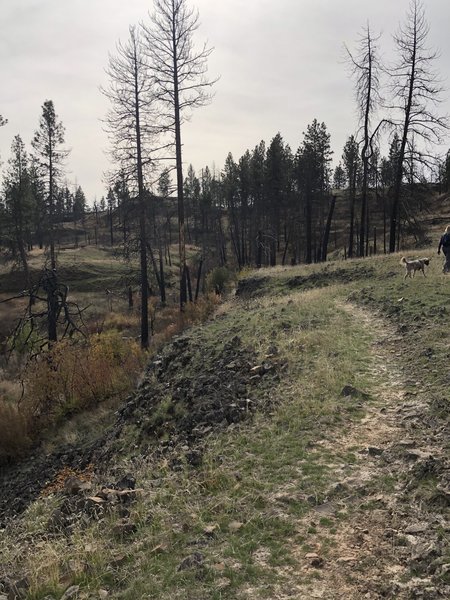 Trail running along a basalt ledge