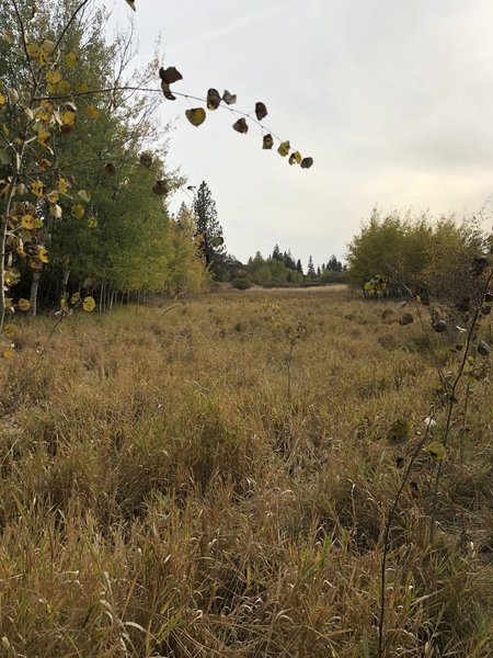 View from the South Trail Loop in the lowlands