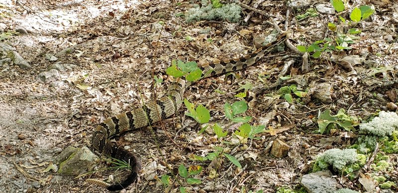 Timber Rattler Hogging the Trail