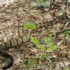 Timber Rattler Hogging the Trail