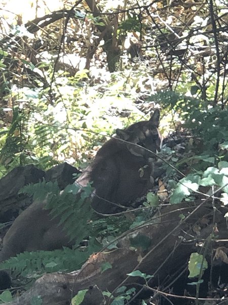 Mountain lion we encountered. Was last of a group of three lions.