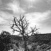 Horse Thief Mesa above the Rio Grande