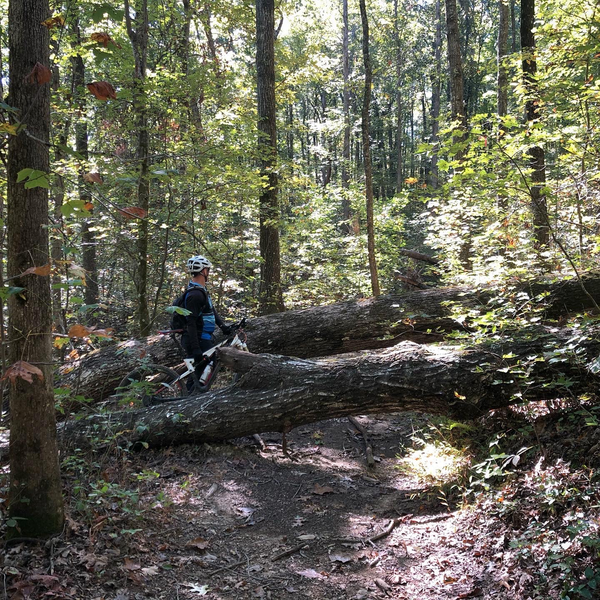 Big trees have fallen across the trail, which require you carry your bike and climb over.