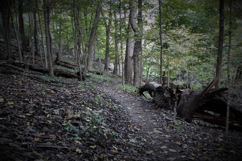 Southwest entrance to Homeless Camp trail is fairly flowy although a bit off-camber.