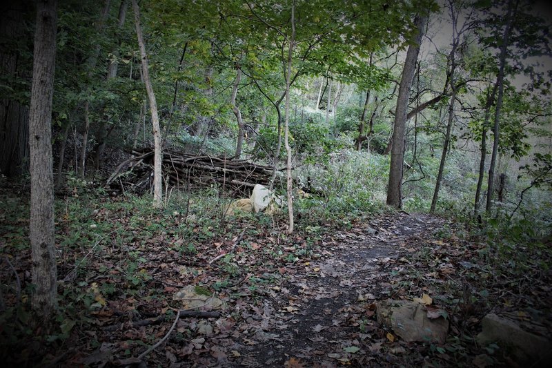 Some kind of windwall or barricade is next to the trail, coincidentally marking a transition from flowy to technical.